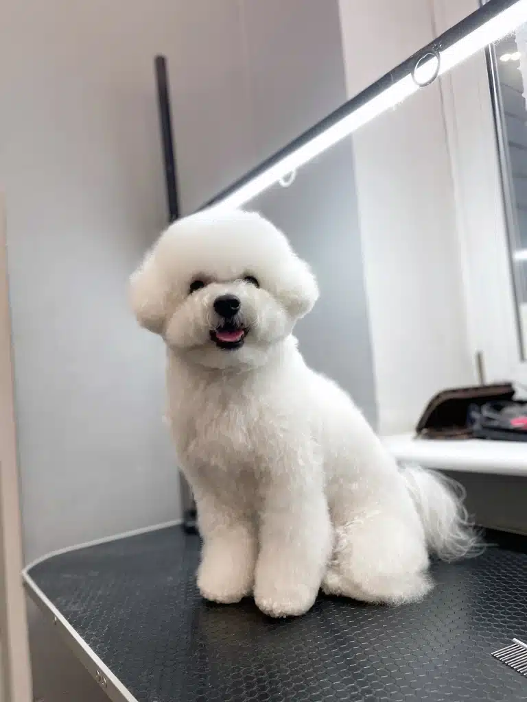 Бішон з азійською стрижкою стоїть біля підвіконня, на якому грумер розклав свій інструмент