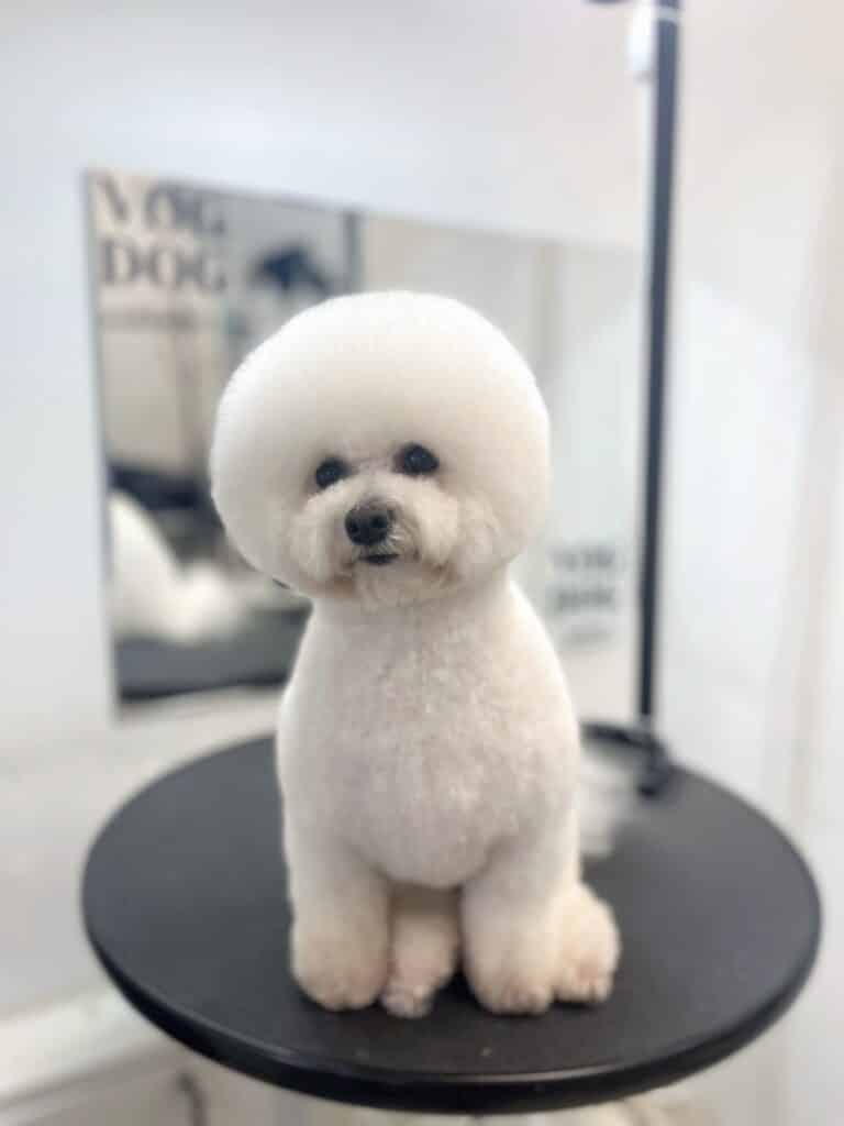 Бішон склав передні та задні лапки разом, сидячи на круглому столику під штучним освітленням