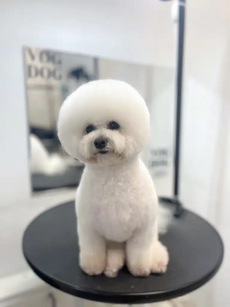 Бішон склав передні та задні лапки разом, сидячи на круглому столику під штучним освітленням