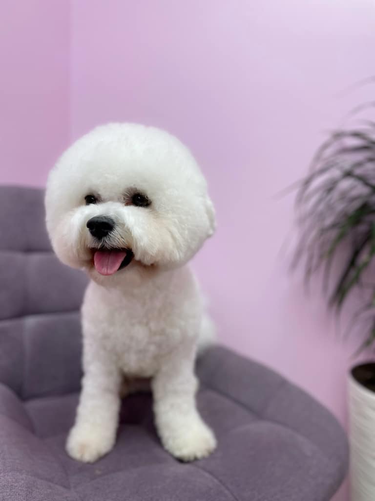 Бішон з круглою головою сидить на фіолетовому стільці біля рожеової стіни