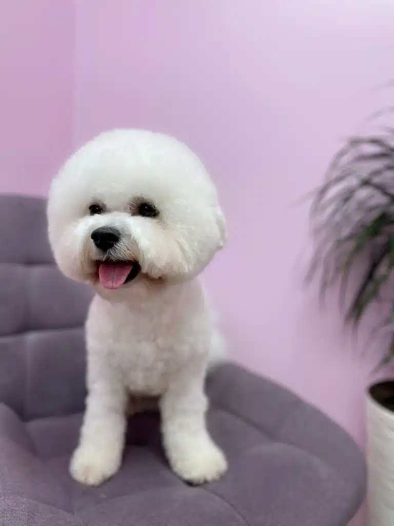 Бішон з круглою головою сидить на фіолетовому стільці біля рожеової стіни