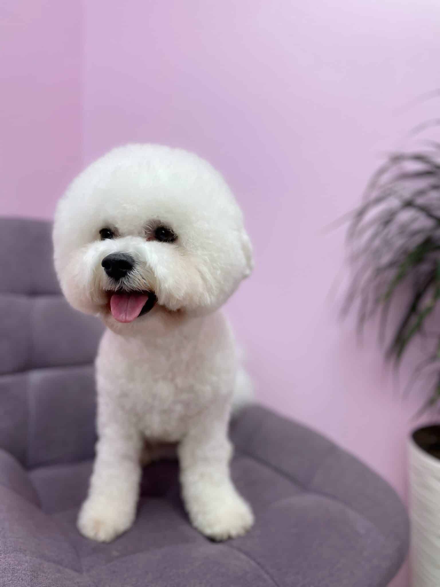 Бішон з круглою головою сидить на фіолетовому стільці біля рожеової стіни