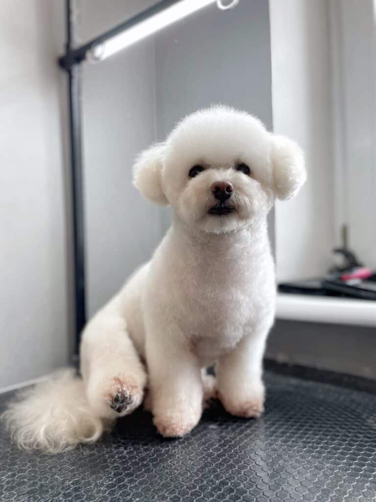 Бішон зі стрижкою під ведмедика підняв задню лапку, сидячи на столі