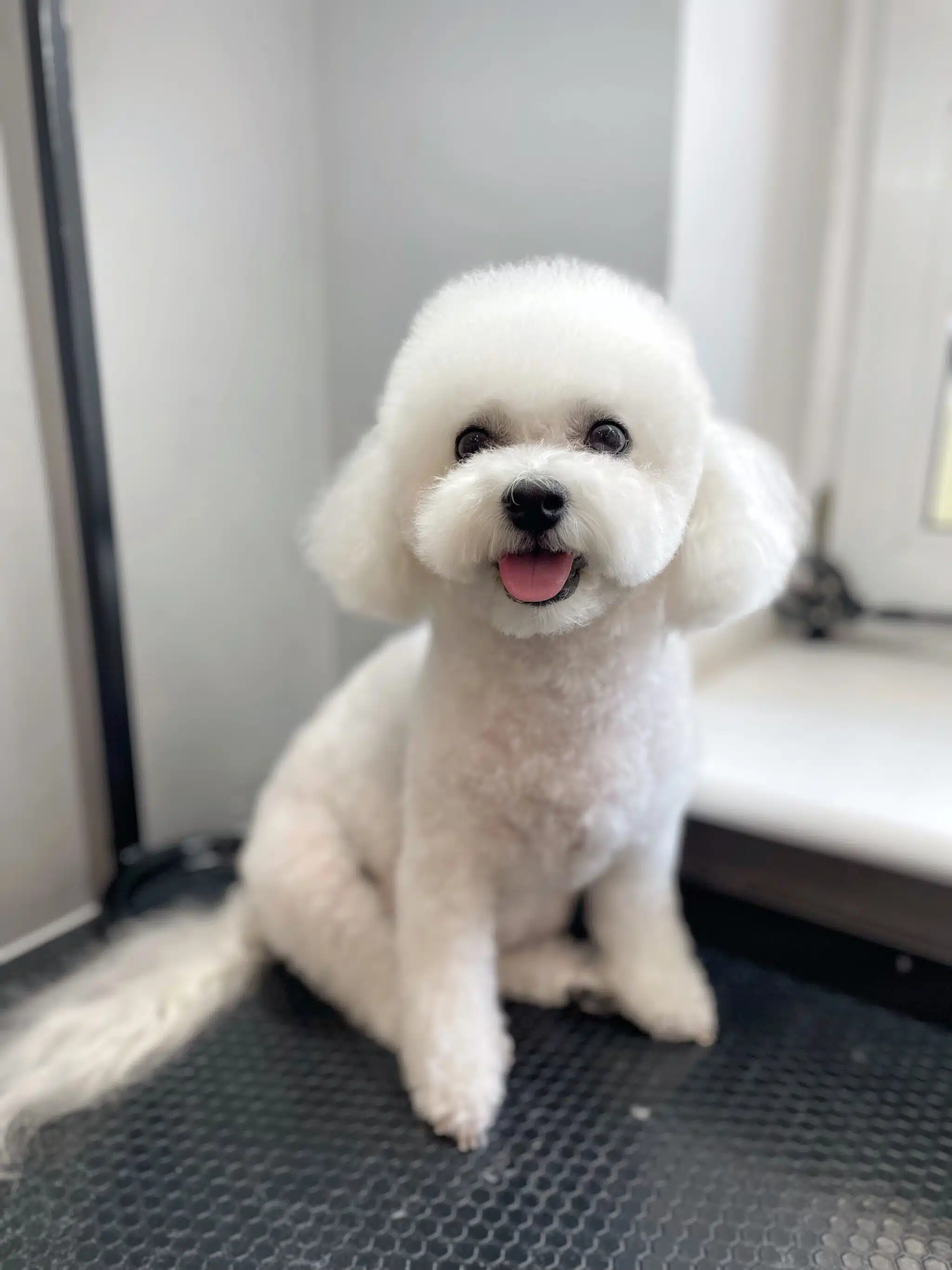 Bichon frise hot spots best sale