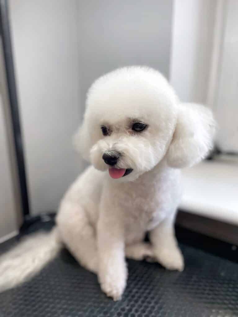 Бішон зі стрижкою пуделя сидить біля білого підвіконня