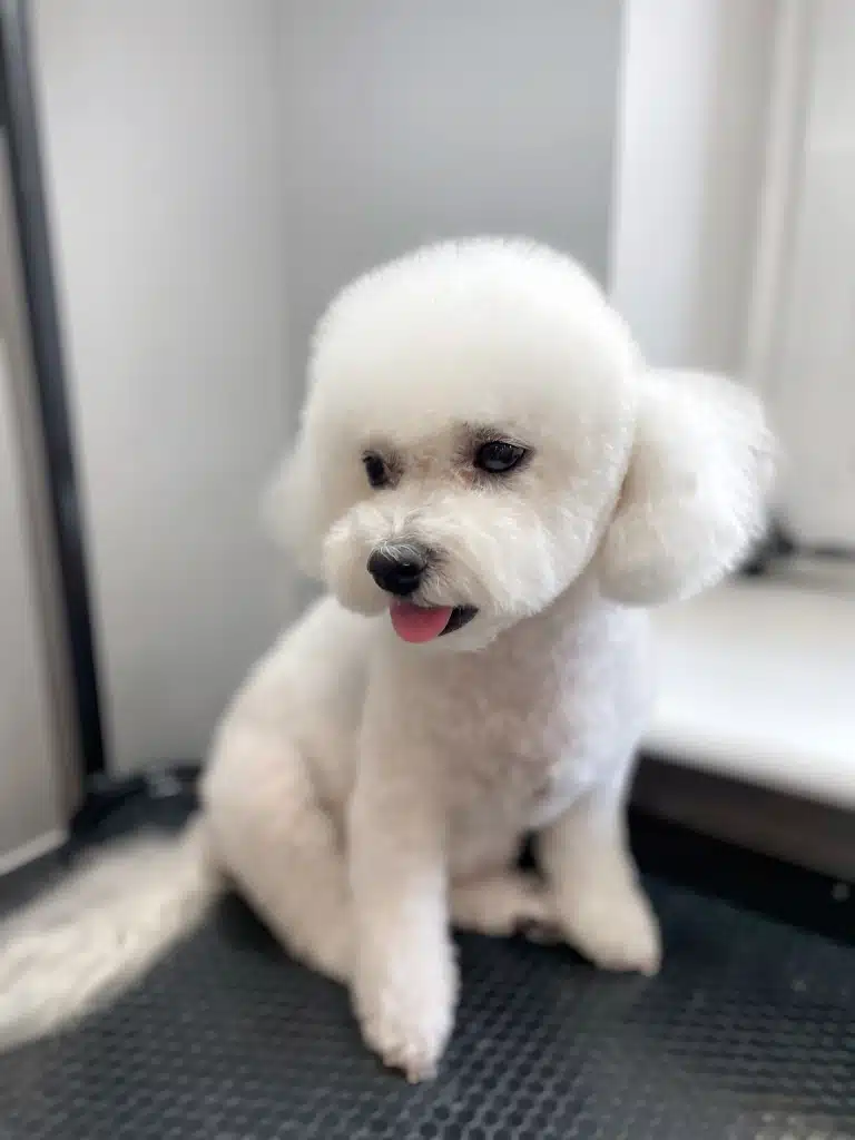 Бішон зі стрижкою пуделя сидить біля білого підвіконня