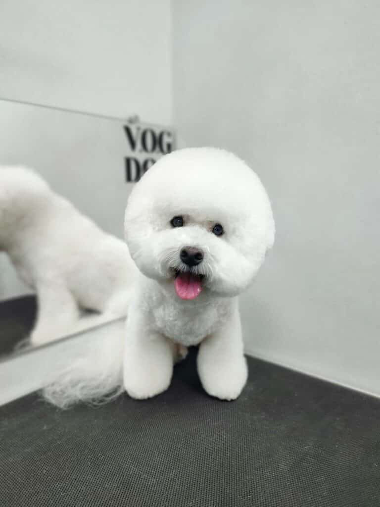 Бішон з округлою головою сидить в куточку грумерської біля дзеркала