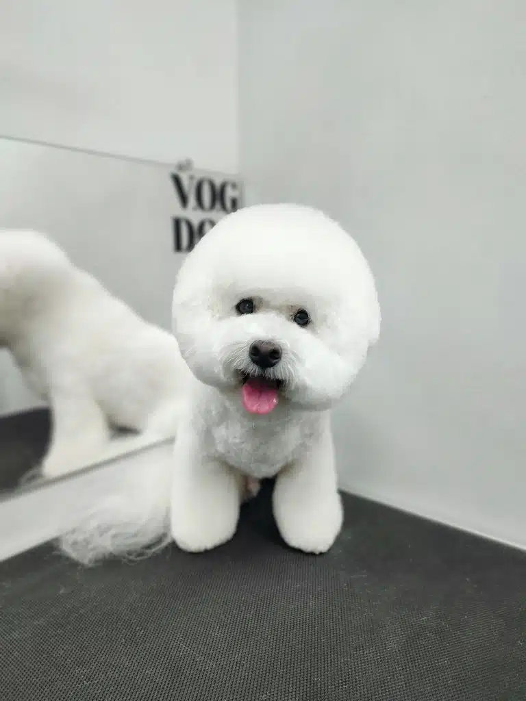 Бішон з округлою головою сидить в куточку грумерської біля дзеркала