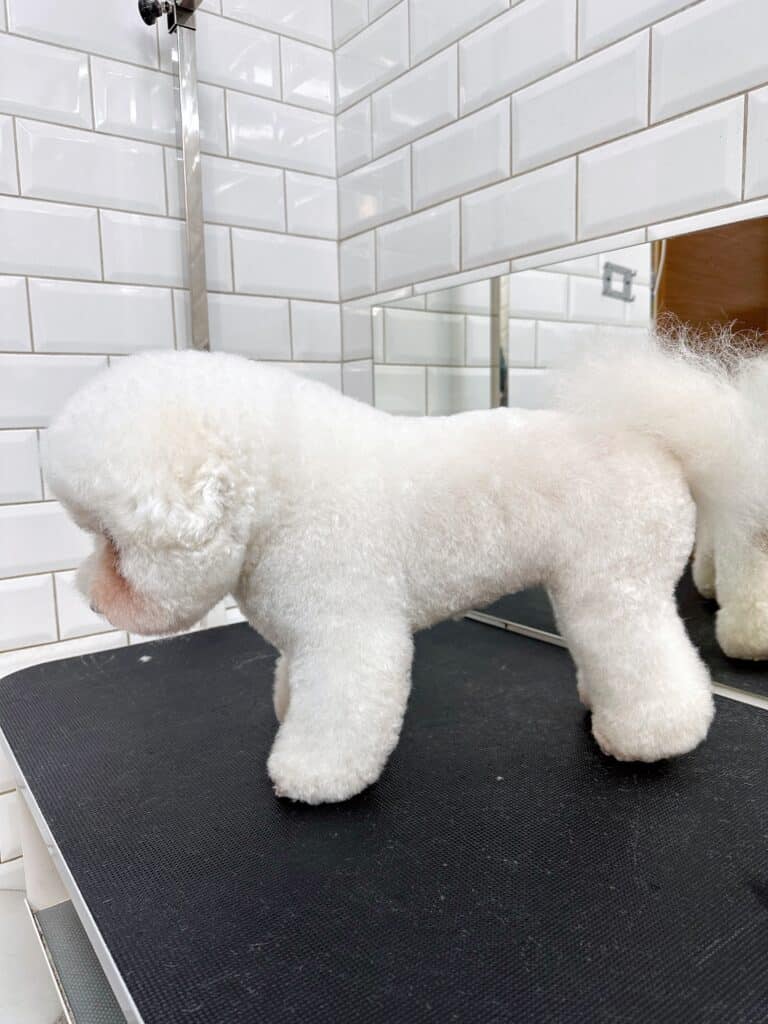 Бішон з коричневими доріжками під очима має широку шию, наче гребінь на спині