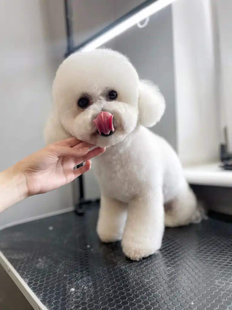 Бішон дістав рожевим язиком до чорного носа, повністю його прикривши