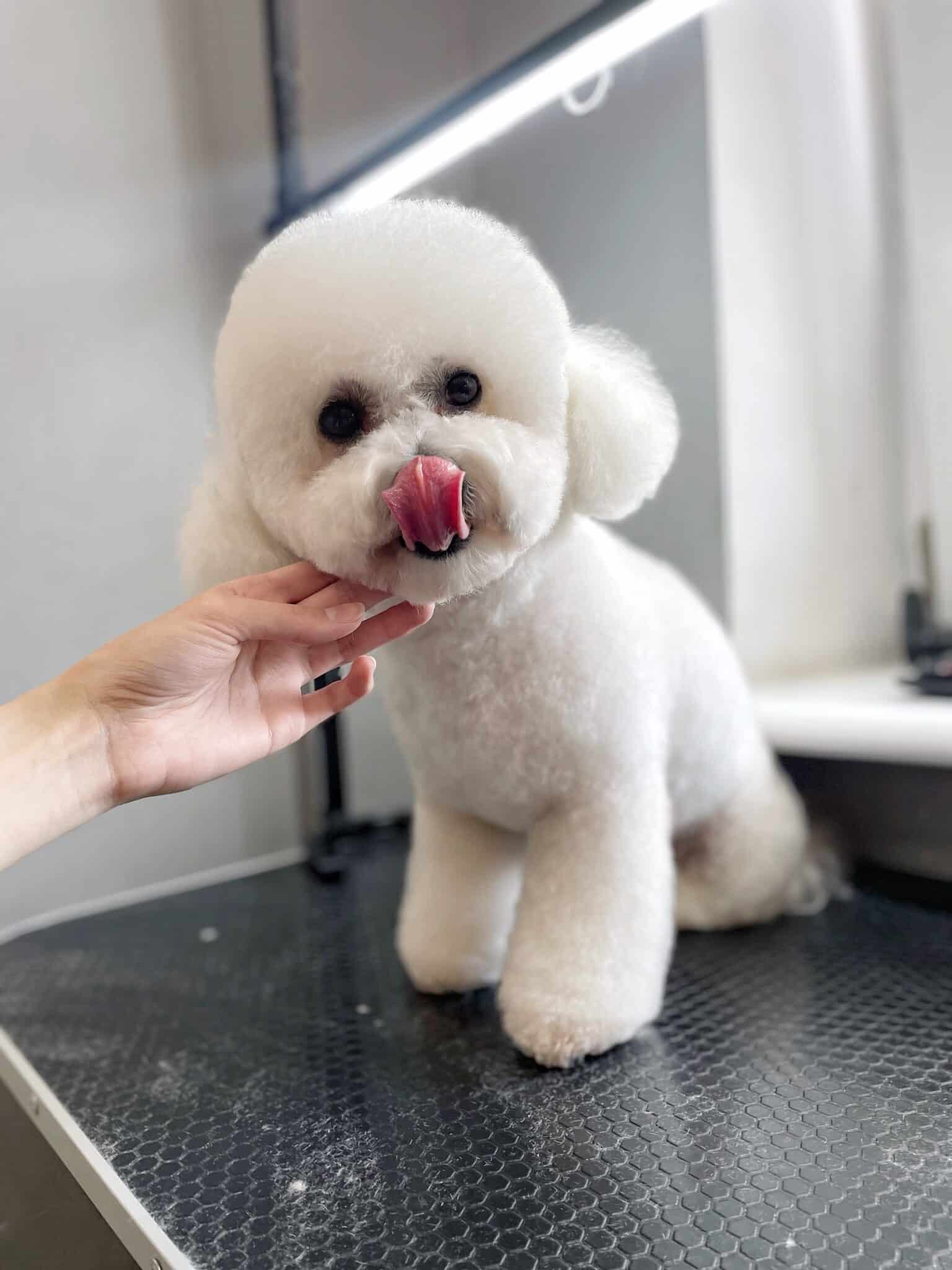 Бішон дістав рожевим язиком до чорного носа, повністю його прикривши