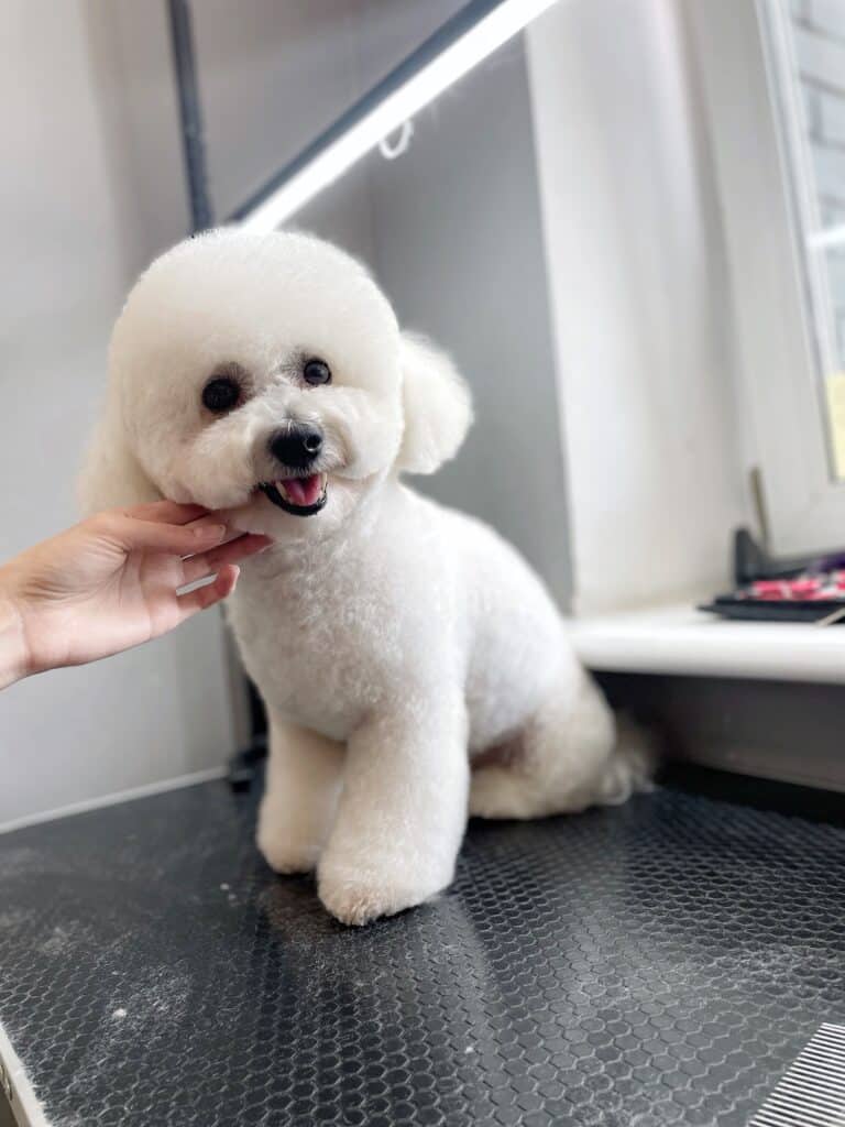 Бішон з окремо підстриженими вушками тягнеться головою до руки грумера