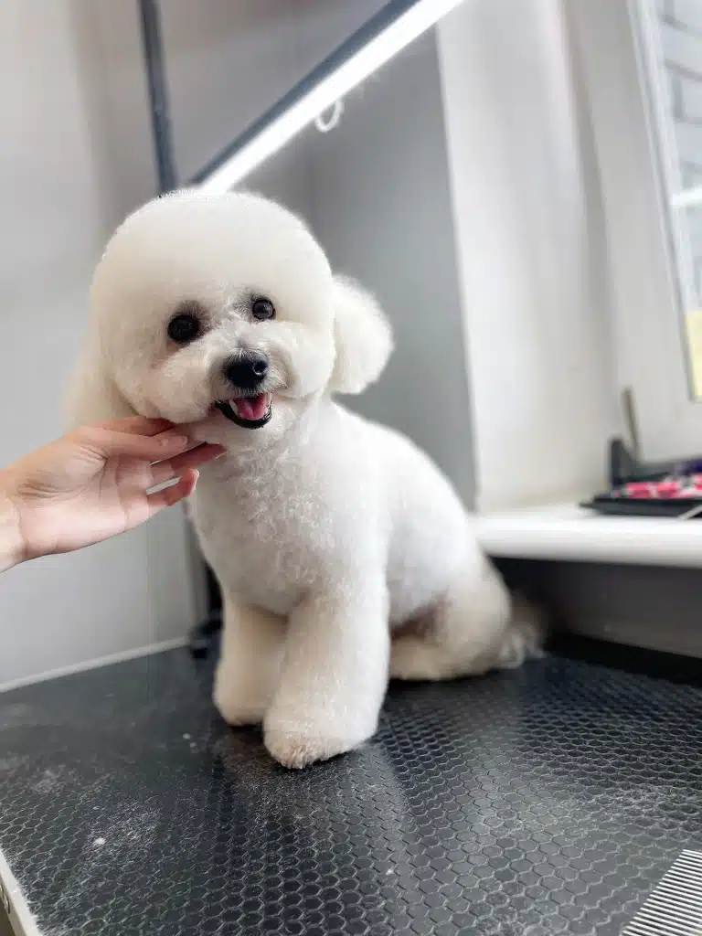 Бішон з окремо підстриженими вушками тягнеться головою до руки грумера