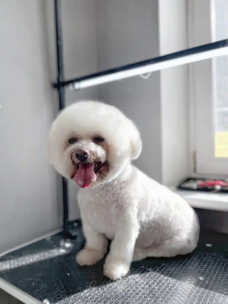 Гладкий бішон з короткою шерстю висолопив широкого рожевого язика