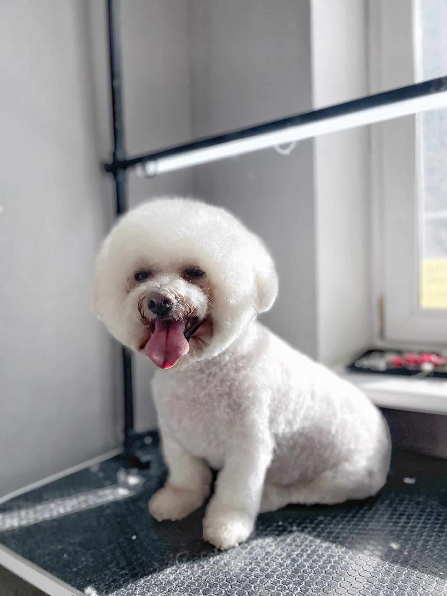 Гладкий бішон з короткою шерстю висолопив широкого рожевого язика