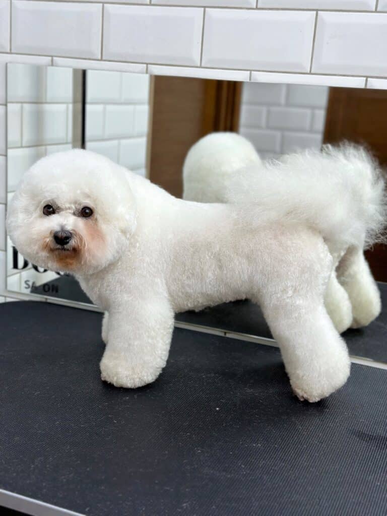 Бішон з коричневою шерстю на бороді стоїть боком до дзеркала та грумера