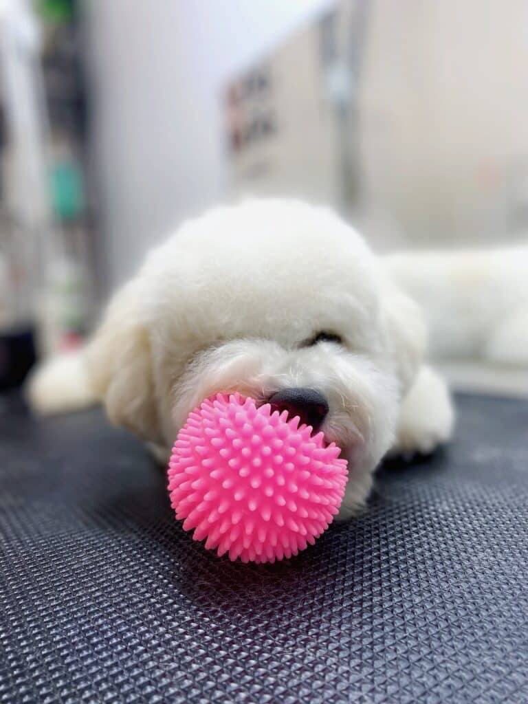 Бішон після стрижки лежить на столі та гризе рожевий ребристий м'яч