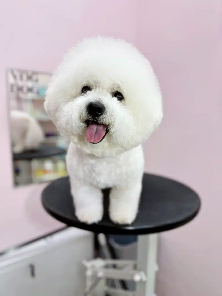 Бішон з великою круглою головою стоїть на краю круглого стола в рожевій кімнаті