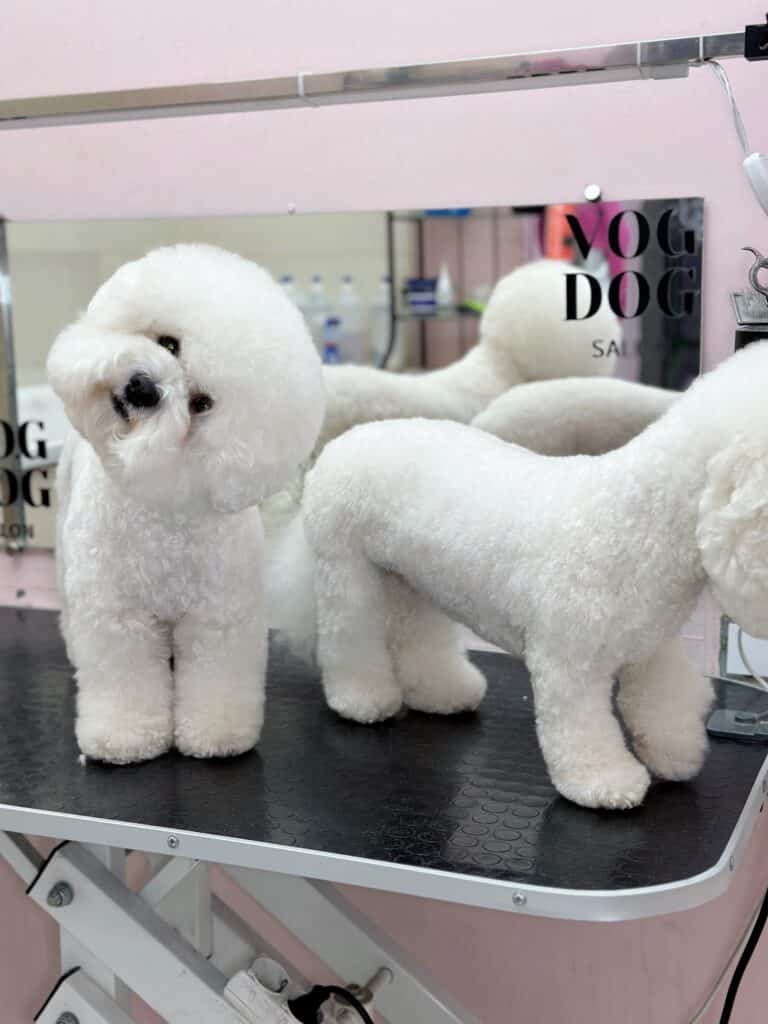 Поки один бішон дивиться вниз на підлогу, інший крутить головою з боку в бік