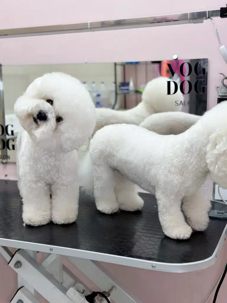 Поки один бішон дивиться вниз на підлогу, інший крутить головою з боку в бік