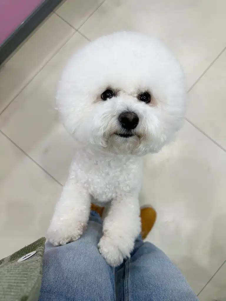 Бішон з круглою головою поклав передні лапи на ноги дівчини в джинсах