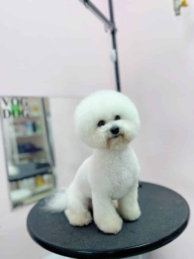 Бішон з круглою головою та об'ємними лапками сидить на круглому столі біля дзеркала