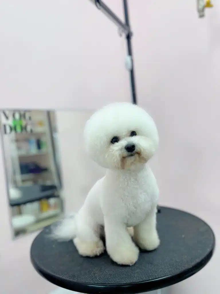 Бішон з круглою головою та об'ємними лапками сидить на круглому столі біля дзеркала