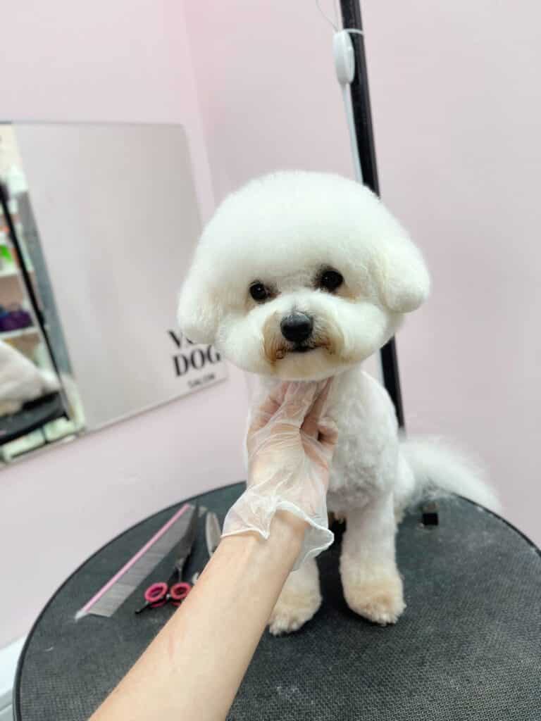 Бішон має коричневу шерсть біля рота та вушка, не вписані в ціле коло з головою