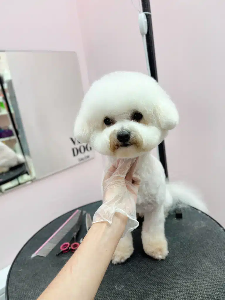 Бішон має коричневу шерсть біля рота та вушка, не вписані в ціле коло з головою