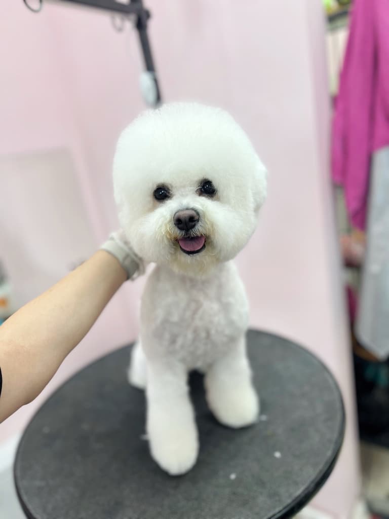 Бішон стоїть на круглому столику, а позаду висить рожевий рушник