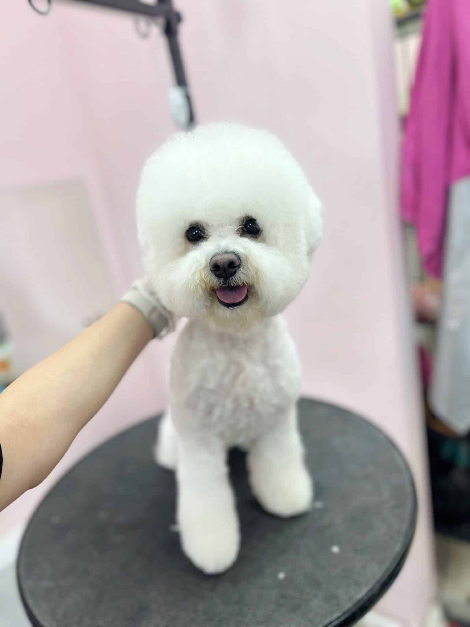 Бішон стоїть на круглому столику, а позаду висить рожевий рушник