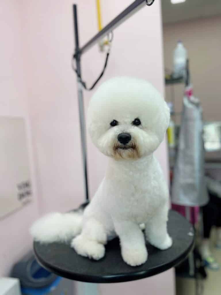 Бішон після професійної стрижки має круглу голову, білу шерсть та жодного ковтуна