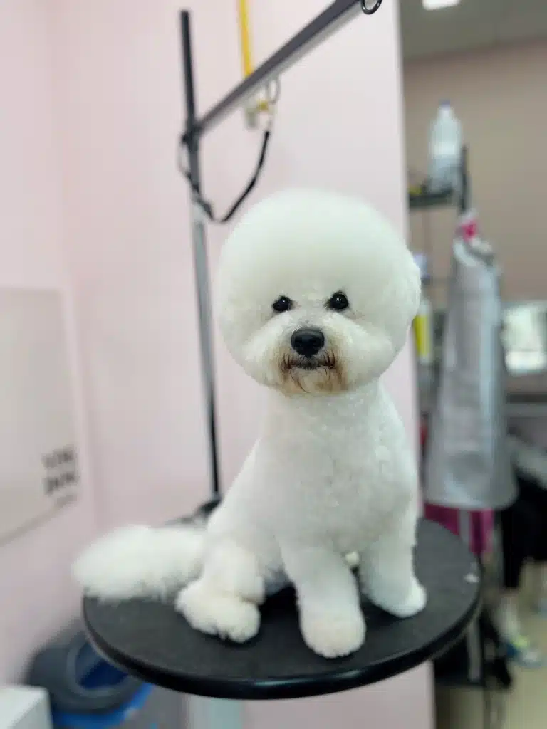 Бішон після професійної стрижки має круглу голову, білу шерсть та жодного ковтуна