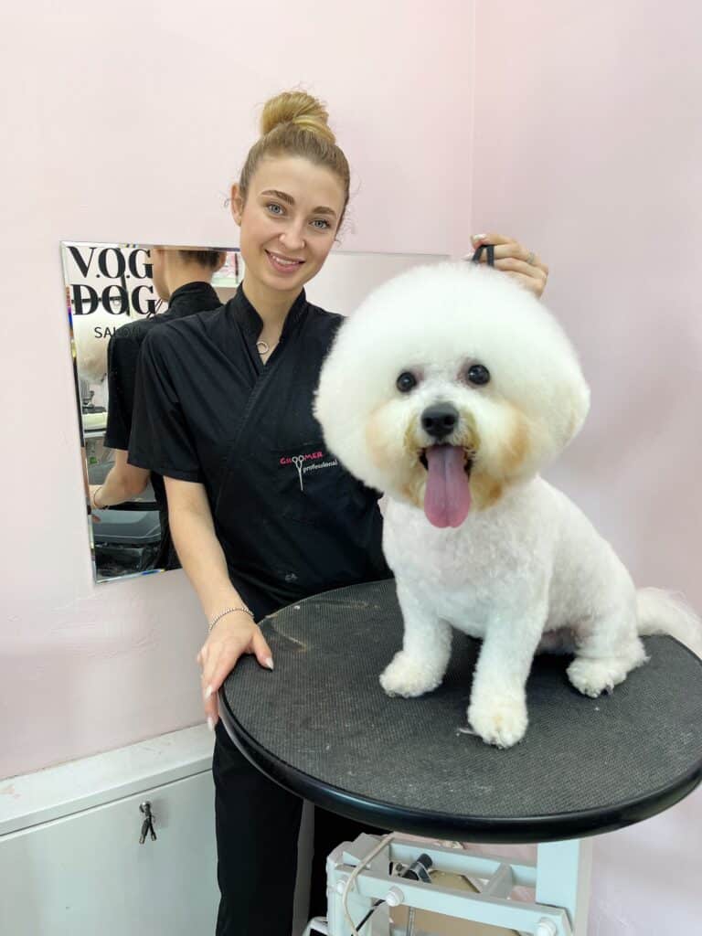 Грумер в чорній формі стоїть позаду гарно підстриженого бішона з округлою головою