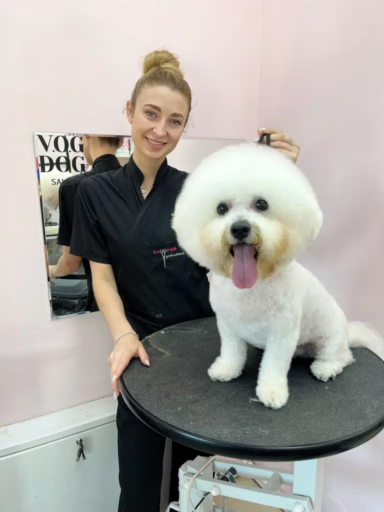 Грумер в чорній формі стоїть позаду гарно підстриженого бішона з округлою головою