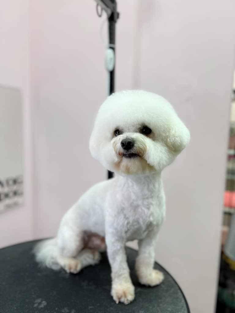 Після вистригання грумером ковтунів шерсть у бішона коротка