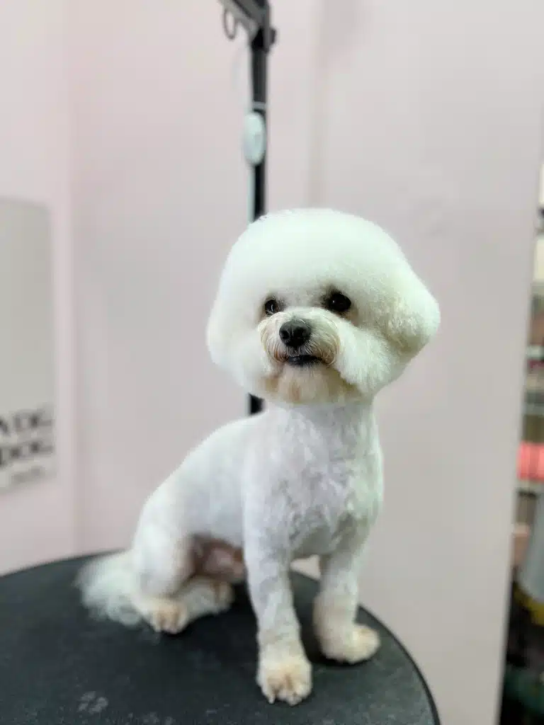 Після вистригання грумером ковтунів шерсть у бішона коротка