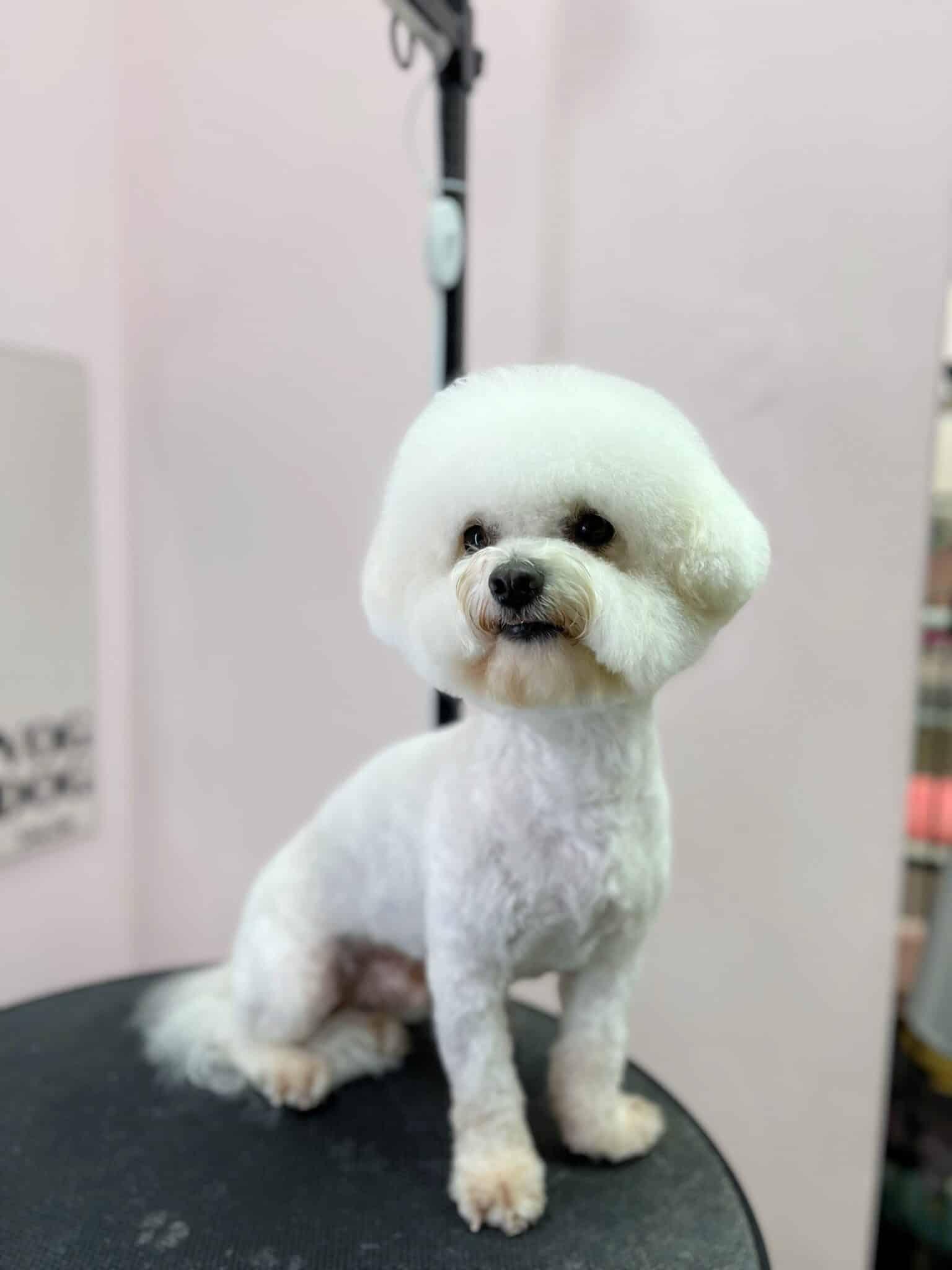 Після вистригання грумером ковтунів шерсть у бішона коротка