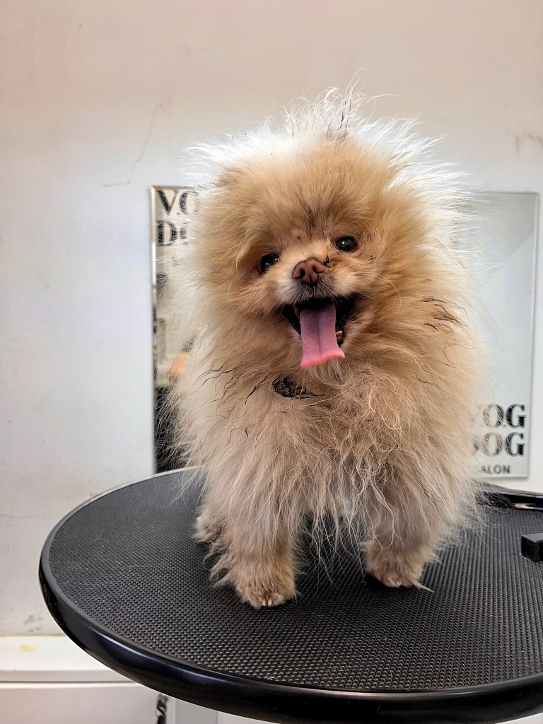 Брудний шпіц в ковтунах стоїть на чорному столі перед дзеркалом