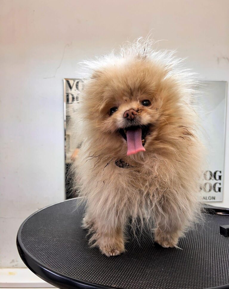 Брудний шпіц в ковтунах стоїть на чорному столі перед дзеркалом