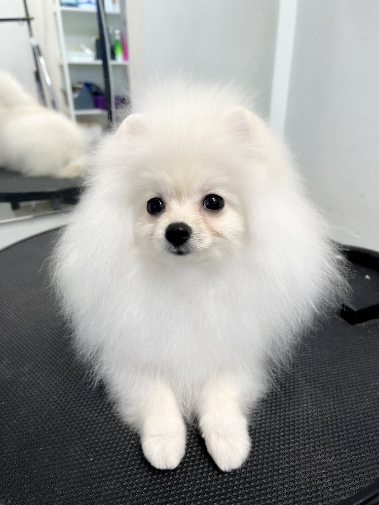 Білий шпіц схожий на левеня і має пухку шерсть цуценя