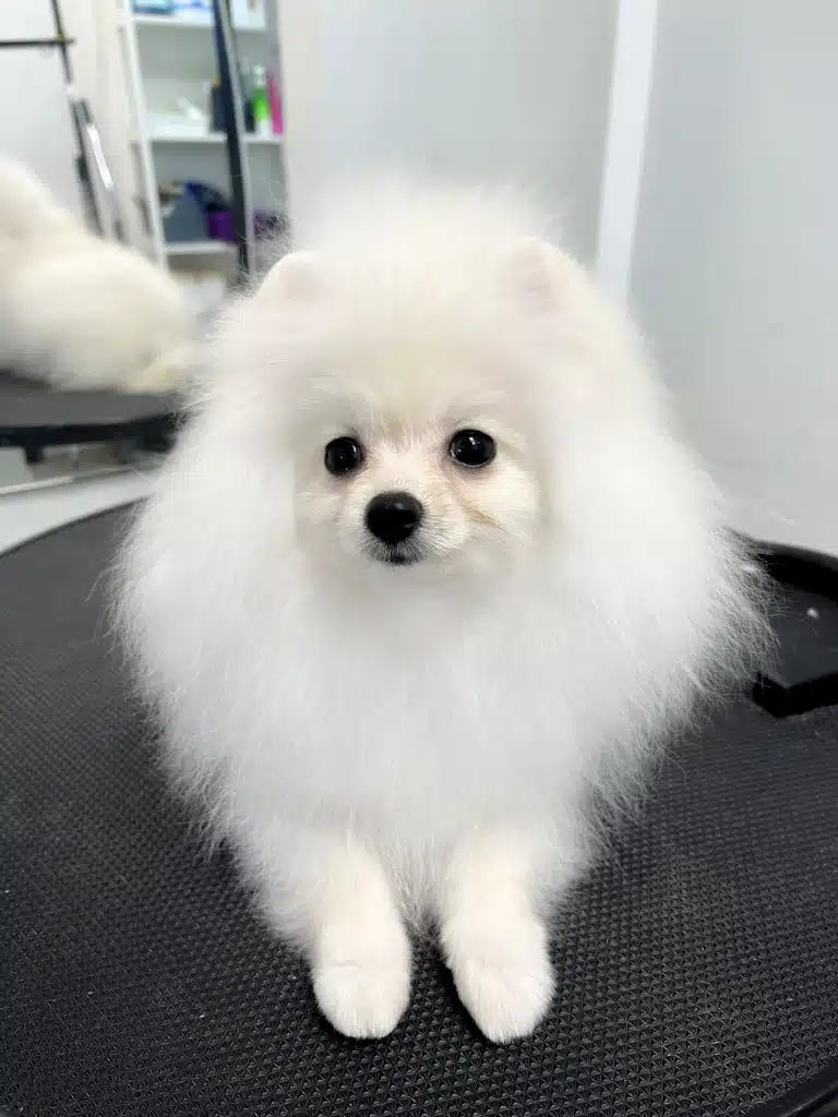 Білий шпіц схожий на левеня і має пухку шерсть цуценя