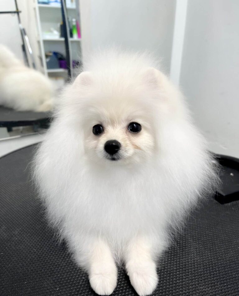 Білий шпіц схожий на левеня і має пухку шерсть цуценя