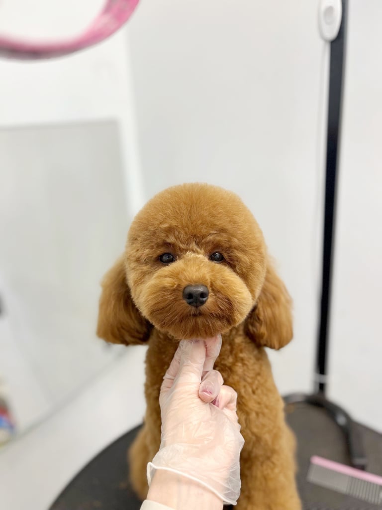 Підстрижений мальтіпу має круглу голову, короткі вії та довгі вушка