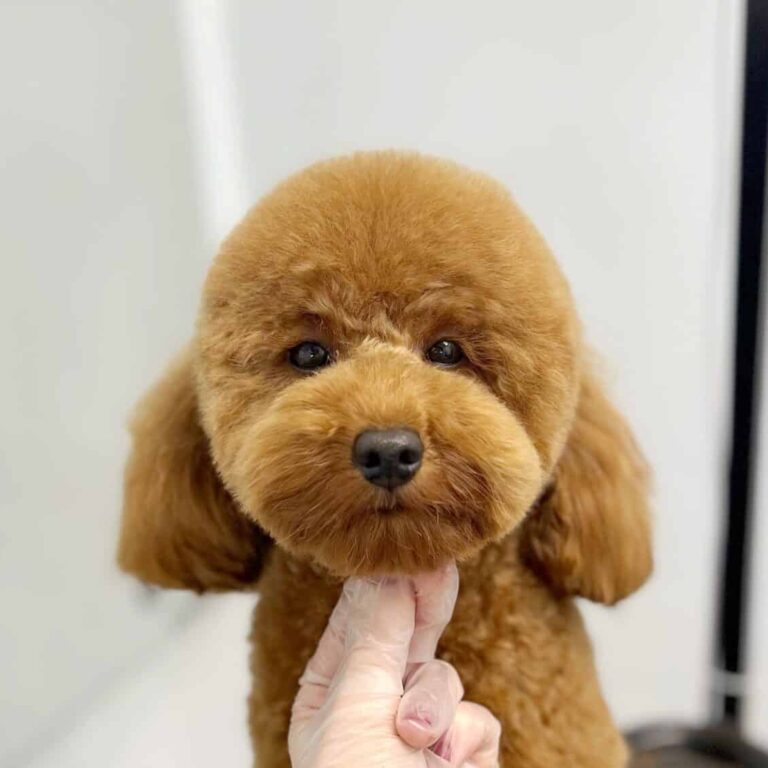 Підстрижений мальтіпу має круглу голову, короткі вії та довгі вушка