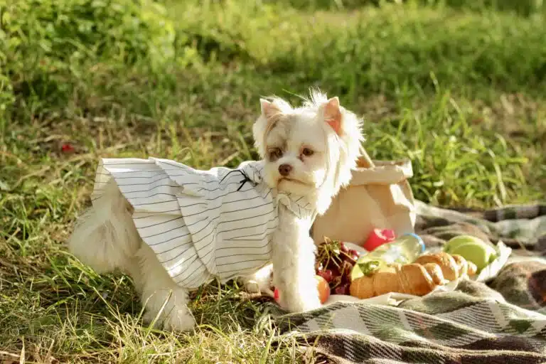 Світлий йорк в смугастій сукні став передніми лапами на плед для пікніка