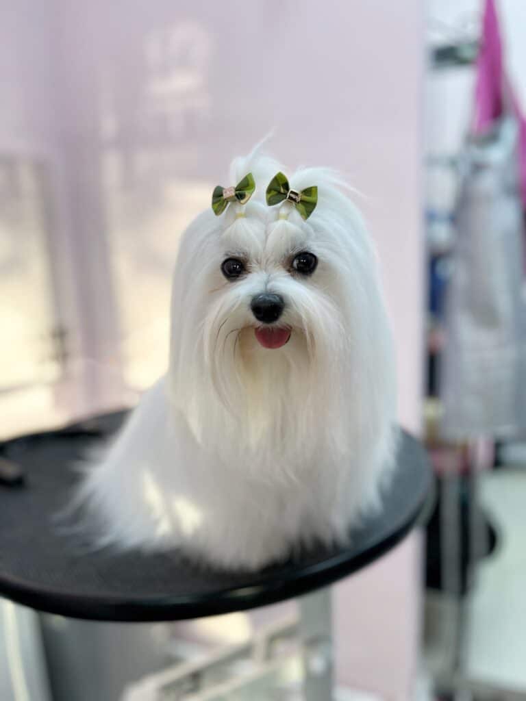 Довгошерста мальтезе з салатовими бантиками на голові сидить на краю грумерського стола