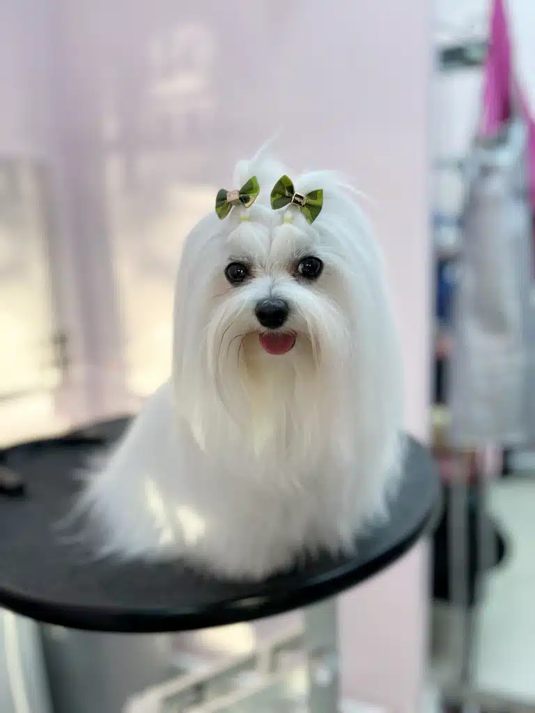 Довгошерста мальтезе з салатовими бантиками на голові сидить на краю грумерського стола