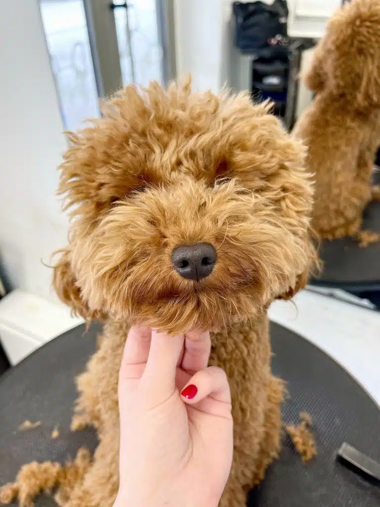 Грумер з червоним манікюром тримає під голову мальтіпу з довгою шерстю, у якого не видно очей