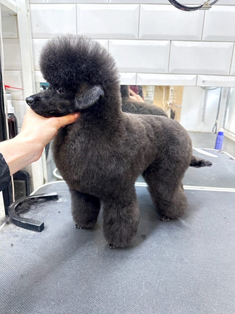 Грумер тримає за шию пуделя, який після стрижки має забриту морду, об'ємну грудку та пухку шапочку